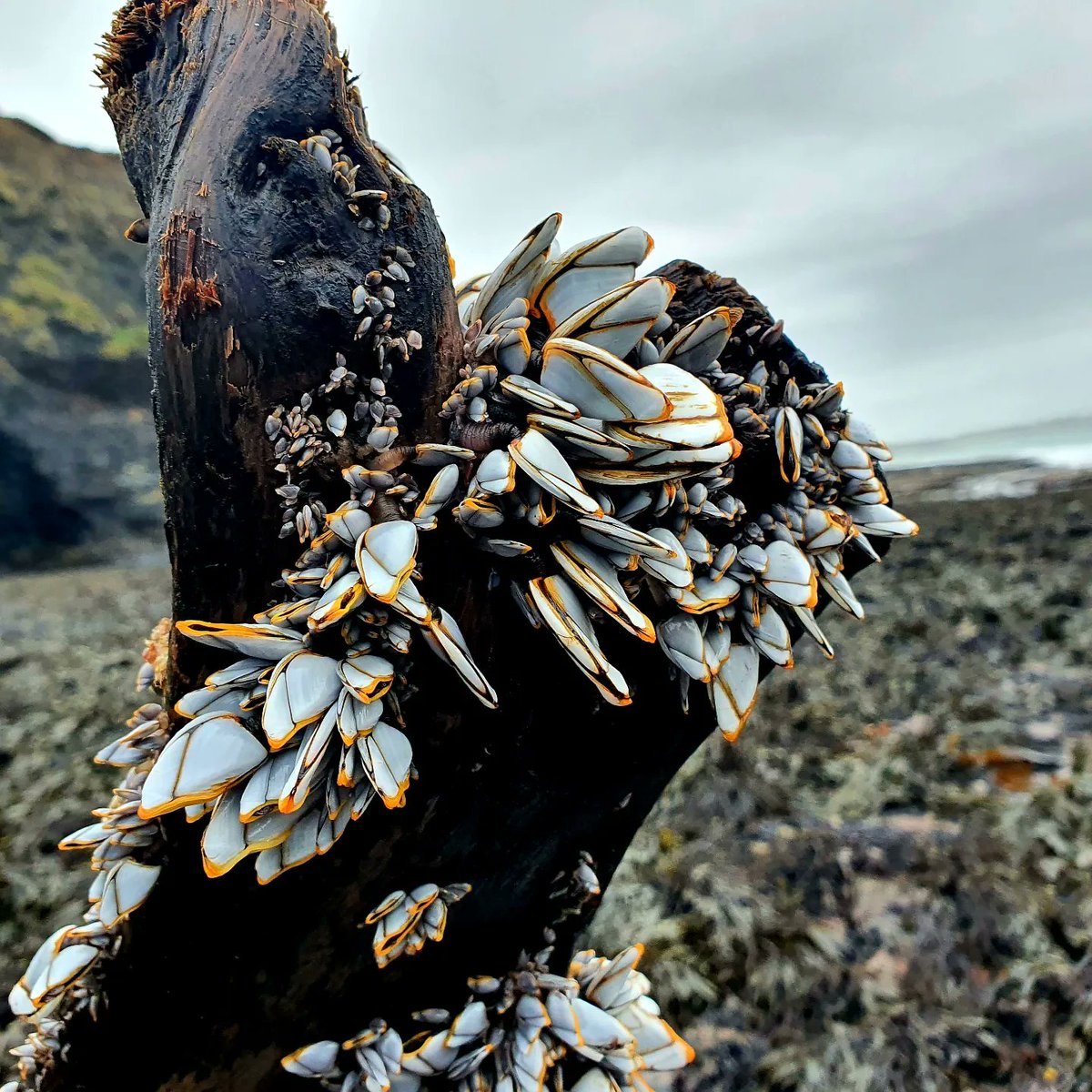 Cormac's Coast tweet media