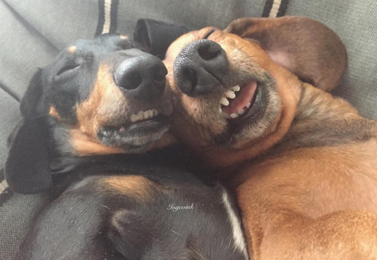 salsichinhas's tweet photo. Domingo é assim... https://t.co/hNXFFhqMJU