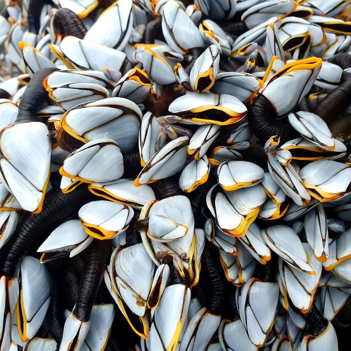 Cormac's Coast tweet media