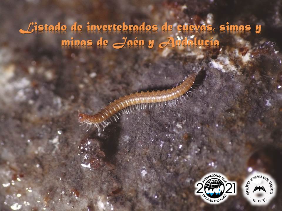 Actualizamos nuestros listados de invertebrados de cuevas, simas y minas de Jaén y Andalucía... volvemos a la carga:

👉bioespeleologia.blogspot.com/2022/02/actual…

#Espeleología #Jaén #Andalucía #Biología <a href="/biofoto3/">biofoto</a> <a href="/subtbiol/">Subterranean Biology</a> <a href="/AAESubterraneas/">AAES</a> <a href="/uisspeleo/">Union Internationale de Spéléologie</a>