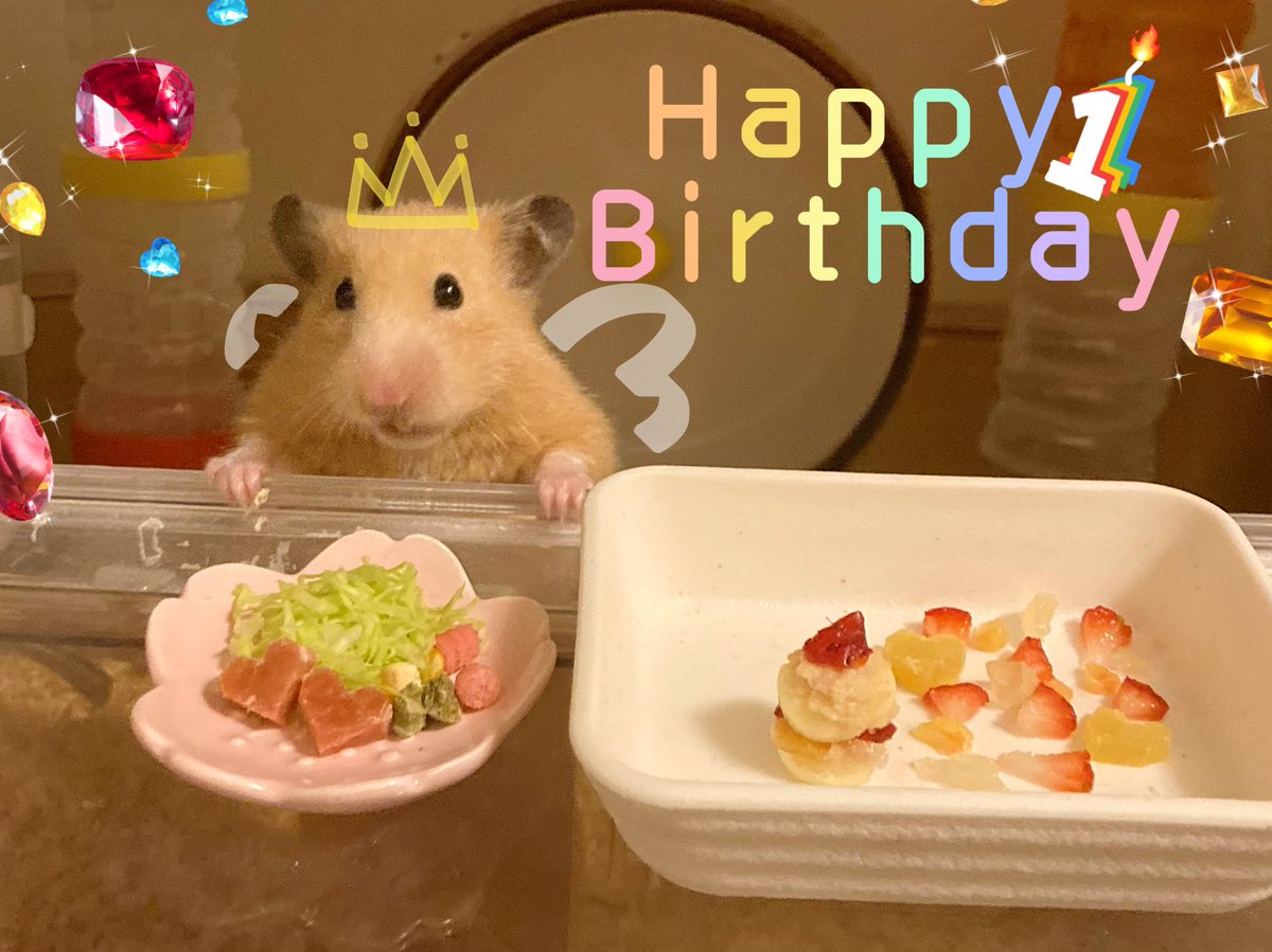 cocomikanhime's tweet photo. 1才になりまちた！
これからもよろちくちくねー✌️🎉

#みかんわいぃ💕
＃ハムスター https://t.co/uH45YvhCIn