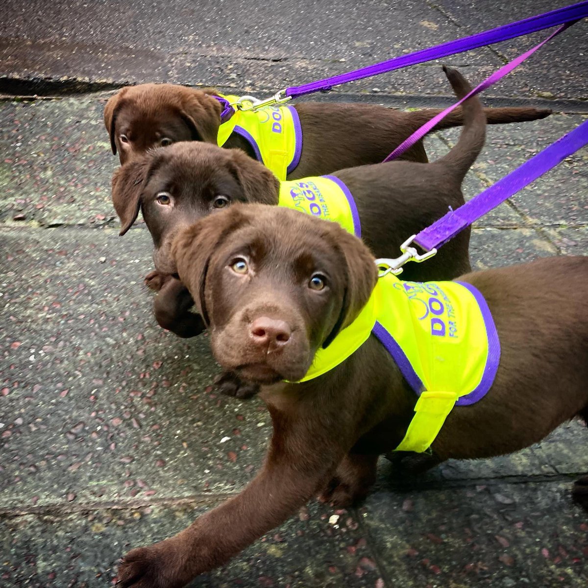 DogsforDisable1 tweet picture