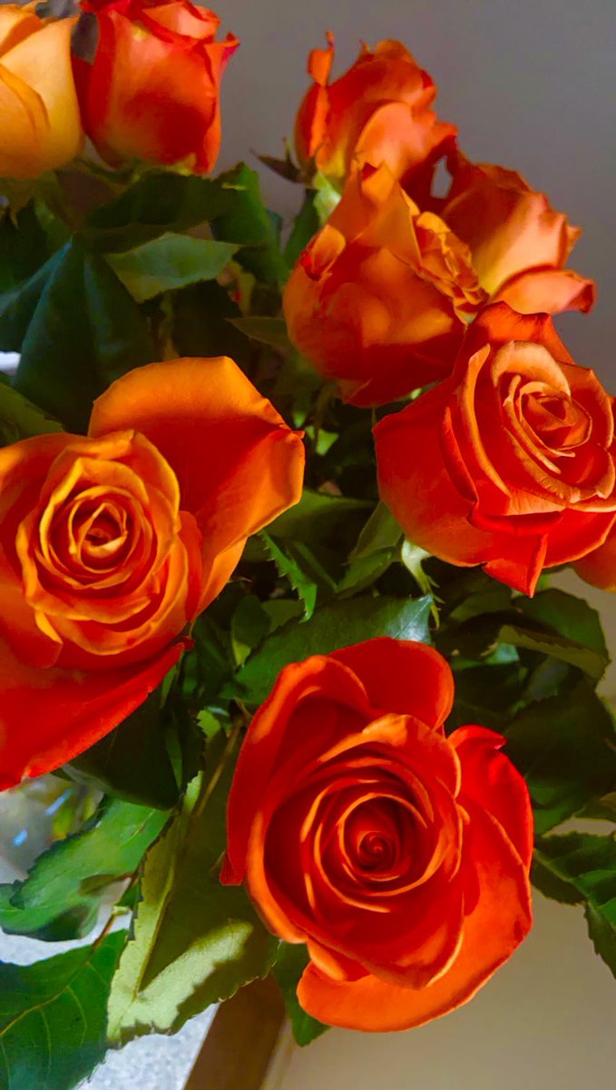 natalie_bader's tweet photo. 🌹 #roses https://t.co/8D4Qatn3As