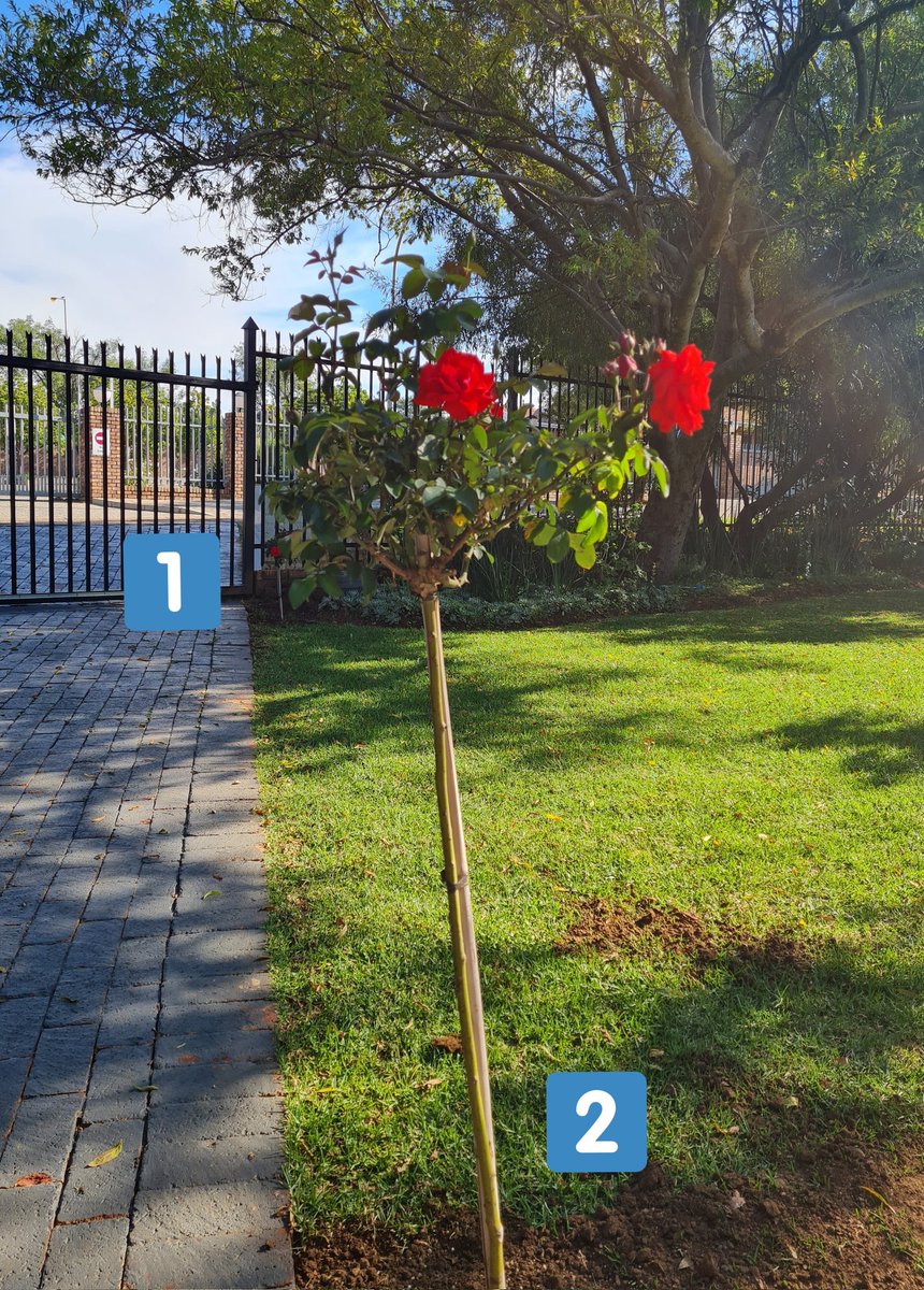 The_Lindaleine's tweet photo. Earlier tweet refers. We've been together 9 years. He still comes up with the coolest Valentine's Day &amp; birthday surprises, and makes an effort every year.
This year I got 2 rose bushes planted where I'll see it when I arrive at (or leave) home. #digit #nottheaverage https://t.co/EDGJ0lBOP9
