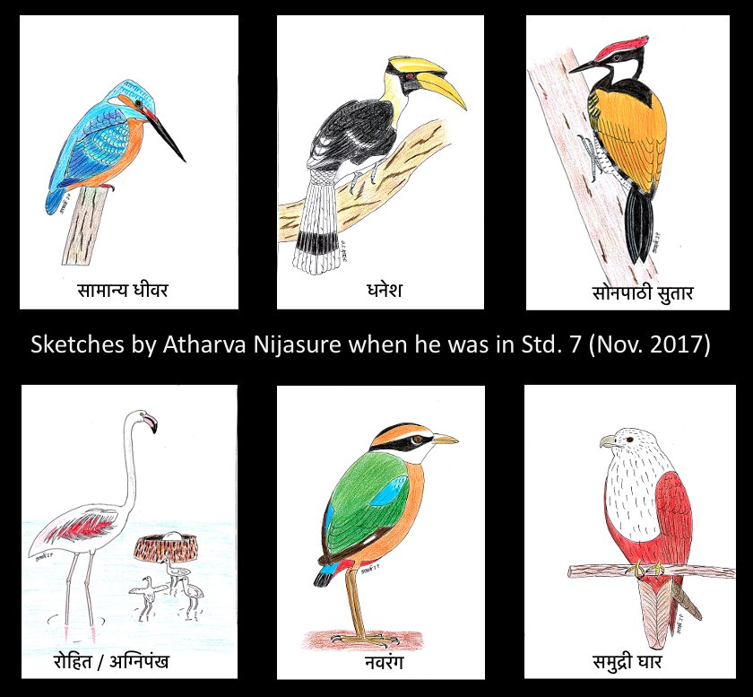 Sketches by Atharva when he was in standard 7th. (November 2017)
#birdsketches #sketching #sketches #youngartist