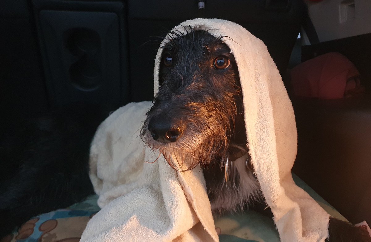 hellbunnt's tweet image. I am not the hound you're looking for...