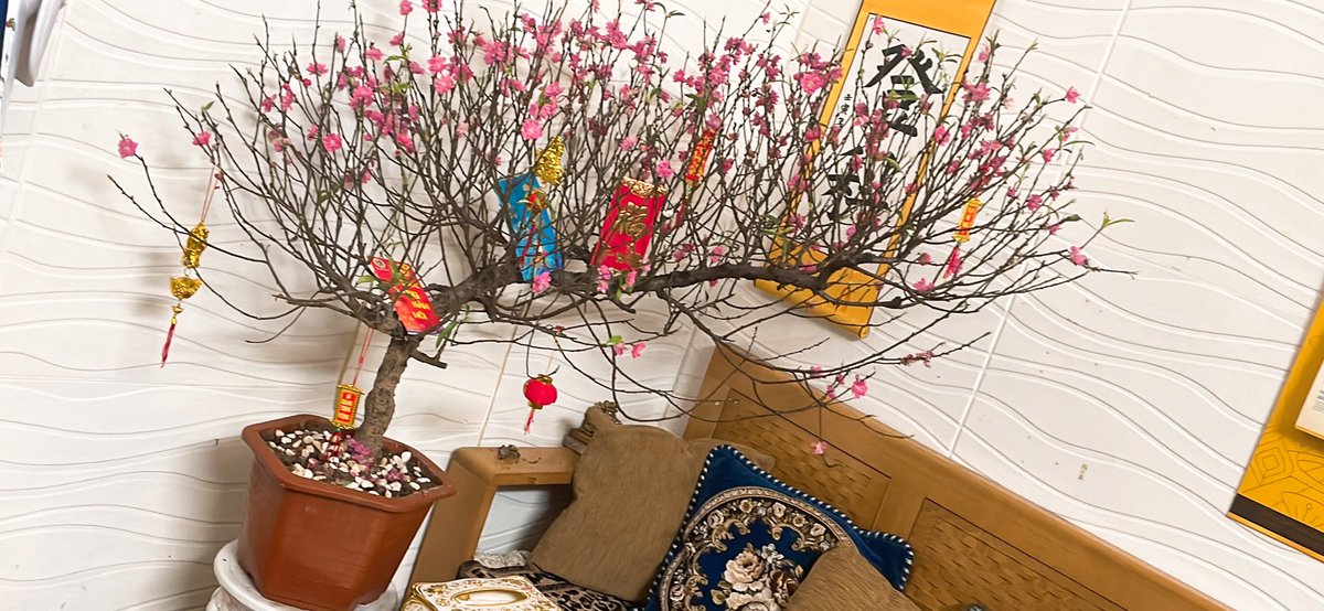 Em ý vẫn rực rỡ