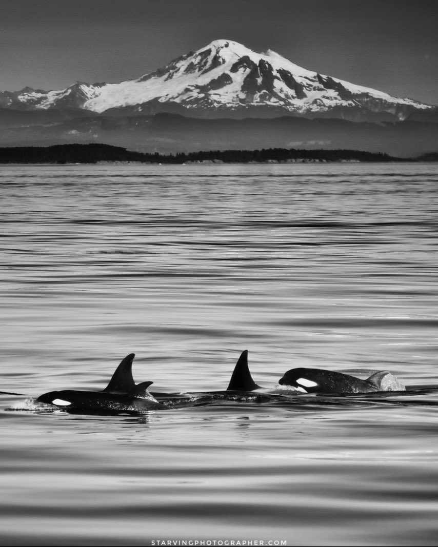 StarvPhotog's tweet photo. I’ve been on a #monochrome kick lately. #blackandwhite #blackandwhitephotography @SonyAlpha #bealpha #alphacollective #nature #landscapephotography https://t.co/wKmM6Te3Kd