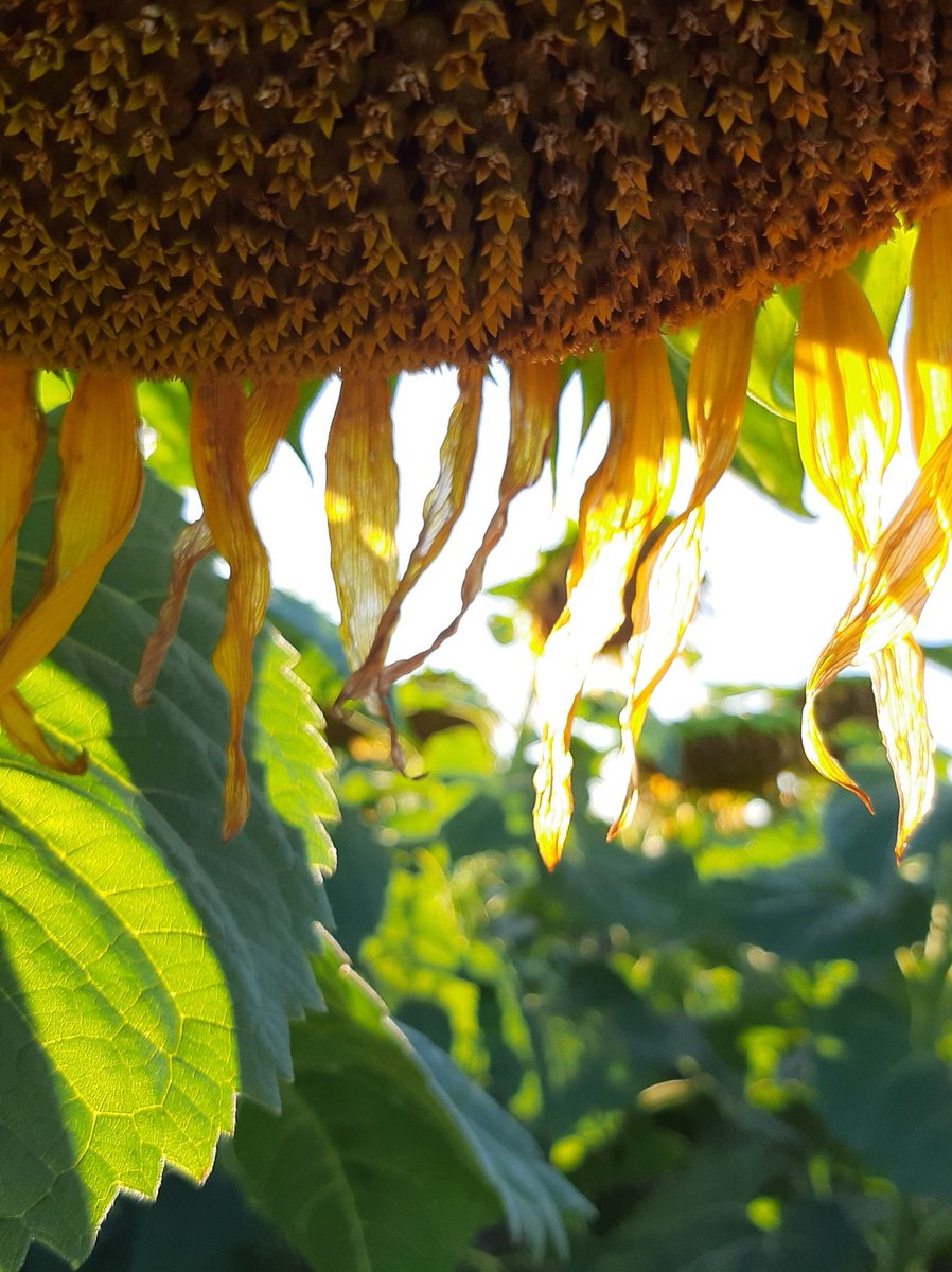 Matias Jensen (@matojensen) on Twitter photo 