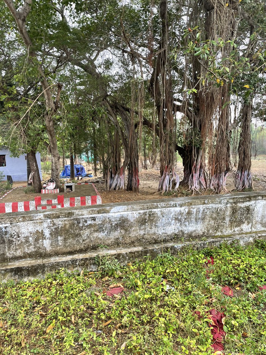 Vistas of Mutralankuruchi; beautiful GUNAVATHI AMMAN (my Kula deivam), TAMARABARANI in spate at temple doorstep, 1000 year old sthala vriksham and other ancient miraculous vrikshas