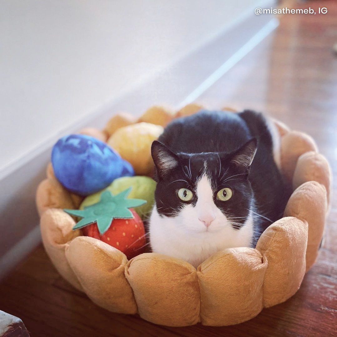 parfait cat bed