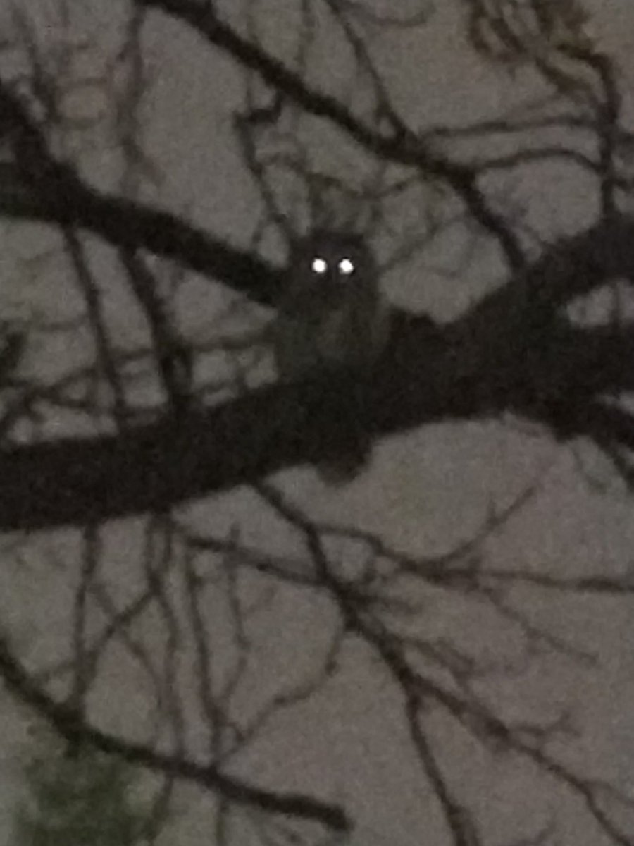 abcdfollowme's tweet photo. Happy Suberb Owl Day!

#Superb_owl @CrapWildlife https://t.co/izXzfBqBsK