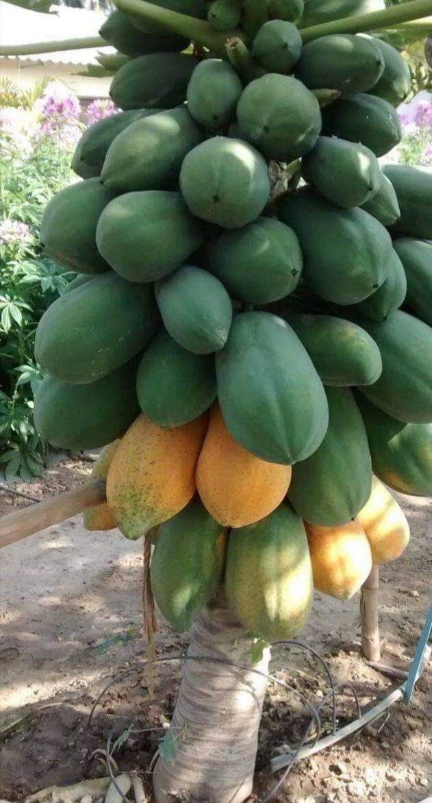 MoyzenFarmer's tweet photo. Si vous traitez l'agriculture comme un travail à temps partiel, cela vous rapportera des revenus à temps partiel.#agriculture #sunumbay #baykatsenegal #agromedia https://t.co/KZbrnLlN1t