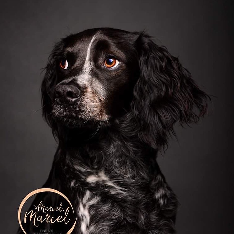 FinePet's tweet photo. One of my favourite portraits from last year. Ned is a Breton Spaniel rescued by the wonderful SOS spaniels. https://t.co/xjtZC1MEIt