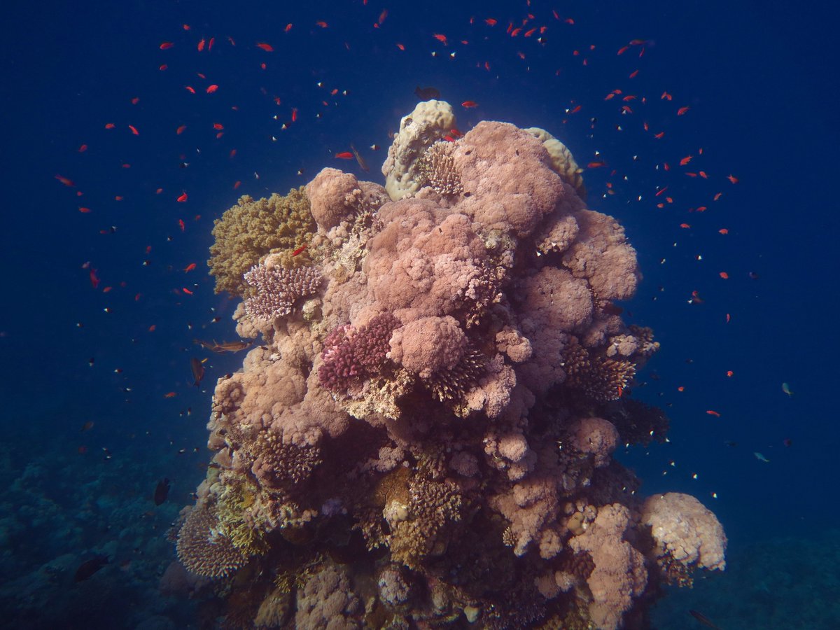 Neus Garcias-Bonet tweet media