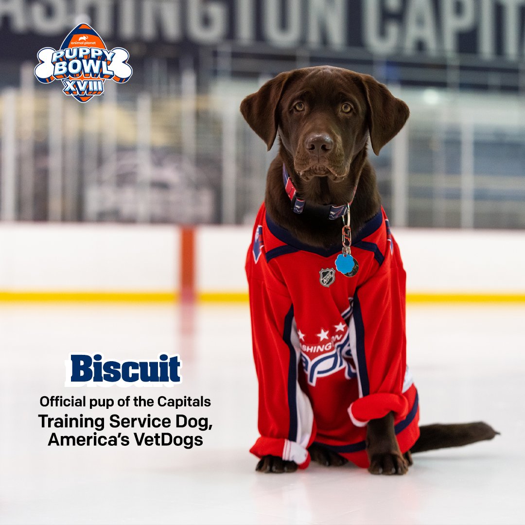 The Washington Capitals' team dog, Biscuit, turns one!