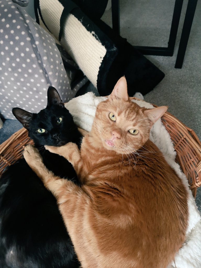KaySheedy's tweet photo. Happy #SuperBowlLVI 😻 https://t.co/jcbyrWriM7