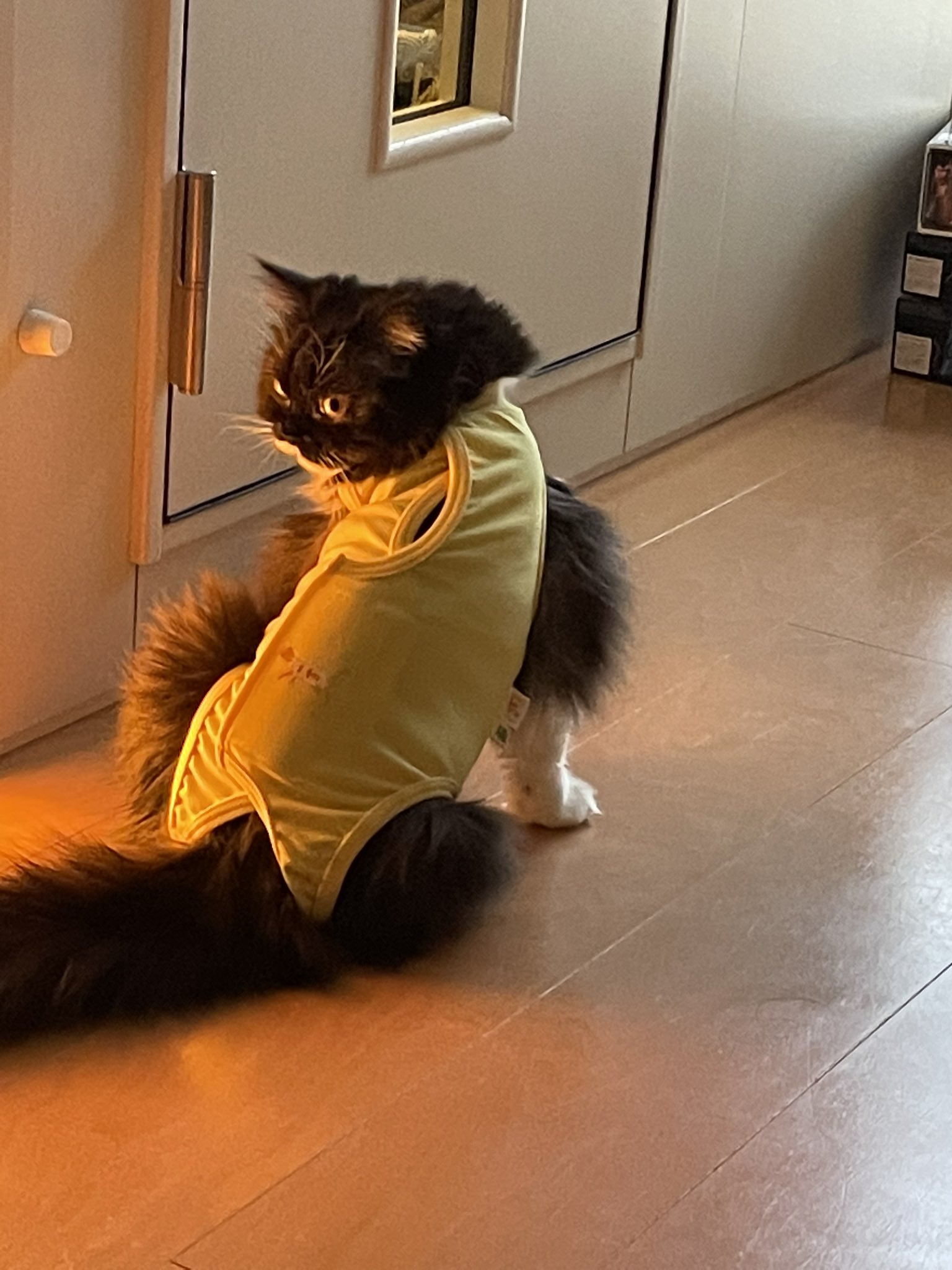 ネコみう 七夕とねこ3。-The Star Festival and Cats 3.-（動画） | 私信