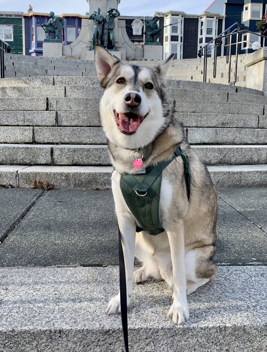 TedDillonNL's tweet photo. Our Happy Nuka is 3 today! #LabradorHusky https://t.co/S2Yv4YL6xl