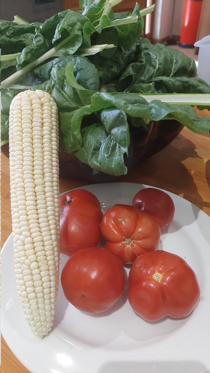 ngi_happy's tweet photo. From my own garden @home.
#tomatoes #spinach #mealies #organic 💕 https://t.co/TRaQClwKZf
