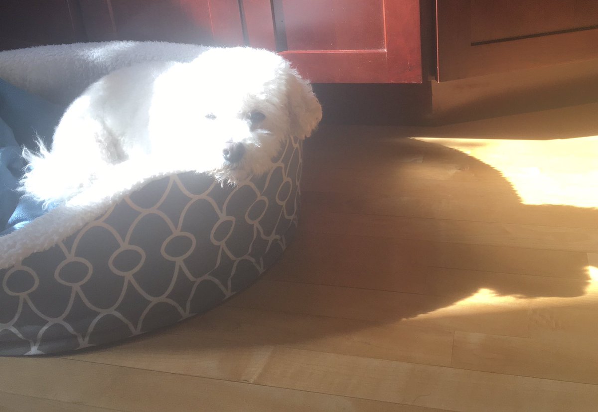 Sunday sun puddle. When it’s -17C outside, every bit of warm sunshine counts 😉🐾 <a href="/hammonster/">Oscar Bichon</a> <a href="/OtisBichon/">Otis Evans</a> <a href="/jenny_bichon/">Jenny and Dolly</a> <a href="/WalshKim/">kim walsh</a> @OllyMister191 <a href="/WBichon/">Winky the bichon</a>
