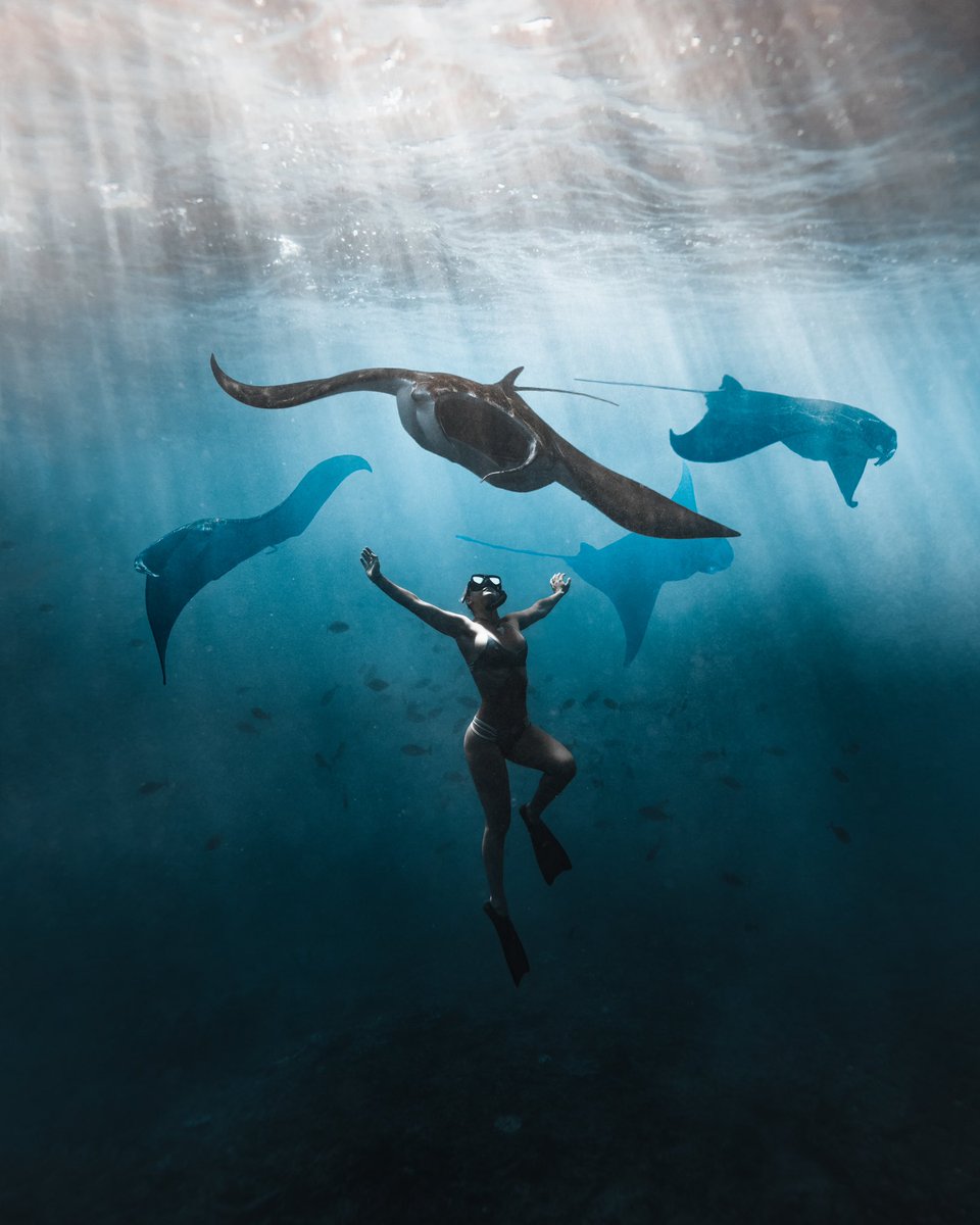 Brandon Verdura (@brandonverdura) on Twitter photo 1/ Thread
TLDR: Mantas are the awesome!
What an incredible experience this was. <a href="/cassimanner/">Cassi Manner</a> and I set off on a boat off Nusa Penida with one goal in mind... to swim with manta rays. As we left the dock I started to have some doubt, as the seas were super rough.. 1/ Thread
TLDR: Mantas are the awesome!
What an incredible experience this was. <a href="/cassimanner/">Cassi Manner</a> and I set off on a boat off Nusa Penida with one goal in mind... to swim with manta rays. As we left the dock I started to have some doubt, as the seas were super rough..