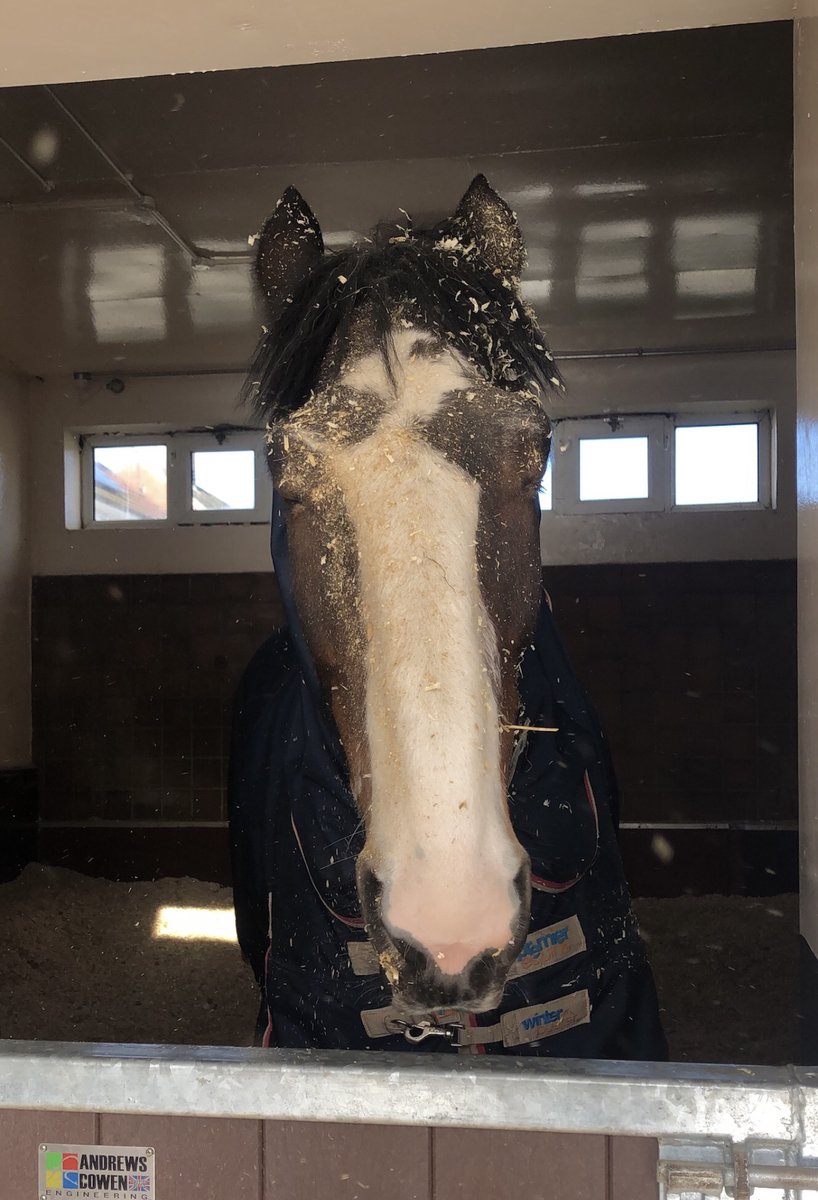 MerPolMounted's tweet photo. While the yard has been quiet, I have managed to give Arnie a well needed pamper! He has been groomed, had his legs trimmed, mane pulled and been hot clothed! He is now all ready for this weeks patrols. #StandTall #PHArnie #PamperDay #WeHaveTheBestGroom #PatrolReady https://t.co/6vdXzuAlPP