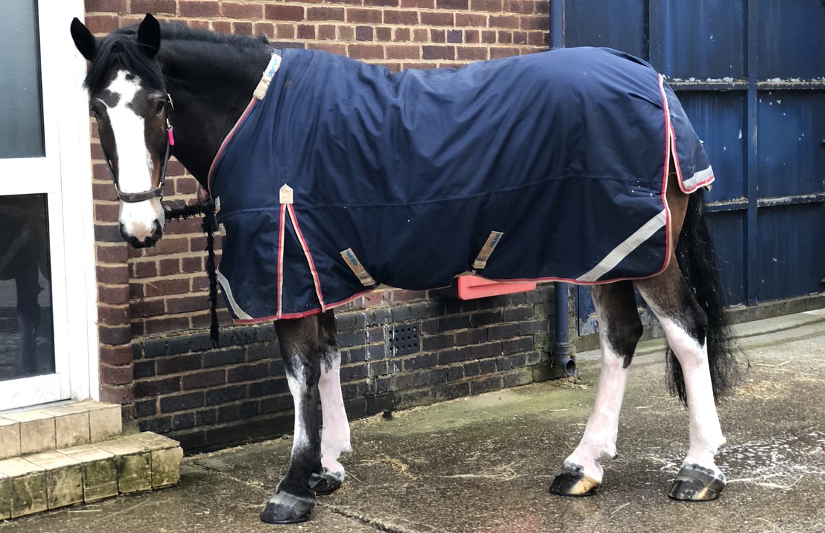 MerPolMounted's tweet photo. While the yard has been quiet, I have managed to give Arnie a well needed pamper! He has been groomed, had his legs trimmed, mane pulled and been hot clothed! He is now all ready for this weeks patrols. #StandTall #PHArnie #PamperDay #WeHaveTheBestGroom #PatrolReady https://t.co/6vdXzuAlPP