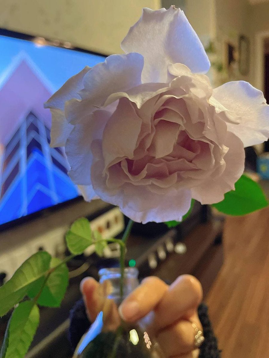 Winnersxixi's tweet photo. I like the way it opens out now, the curly lace edges, the romantic color, the light fragrance, which is the tenderness that trillium can never reach, the moonflower is delicate but still worth having. https://t.co/27pTRCJPMK