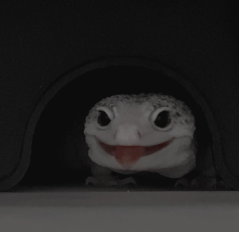 ⠀⠀
⠀⠀
elric'i yeniden gülümserken görmek bana her şeyden daha iyi geliyor. birkaç gün önceki gibi evin içinde koşmak için hâlâ biraz yorgun ama benim için rahatlıkla nefes alıyor olması bile yeterli. 
⠀⠀
⠀⠀