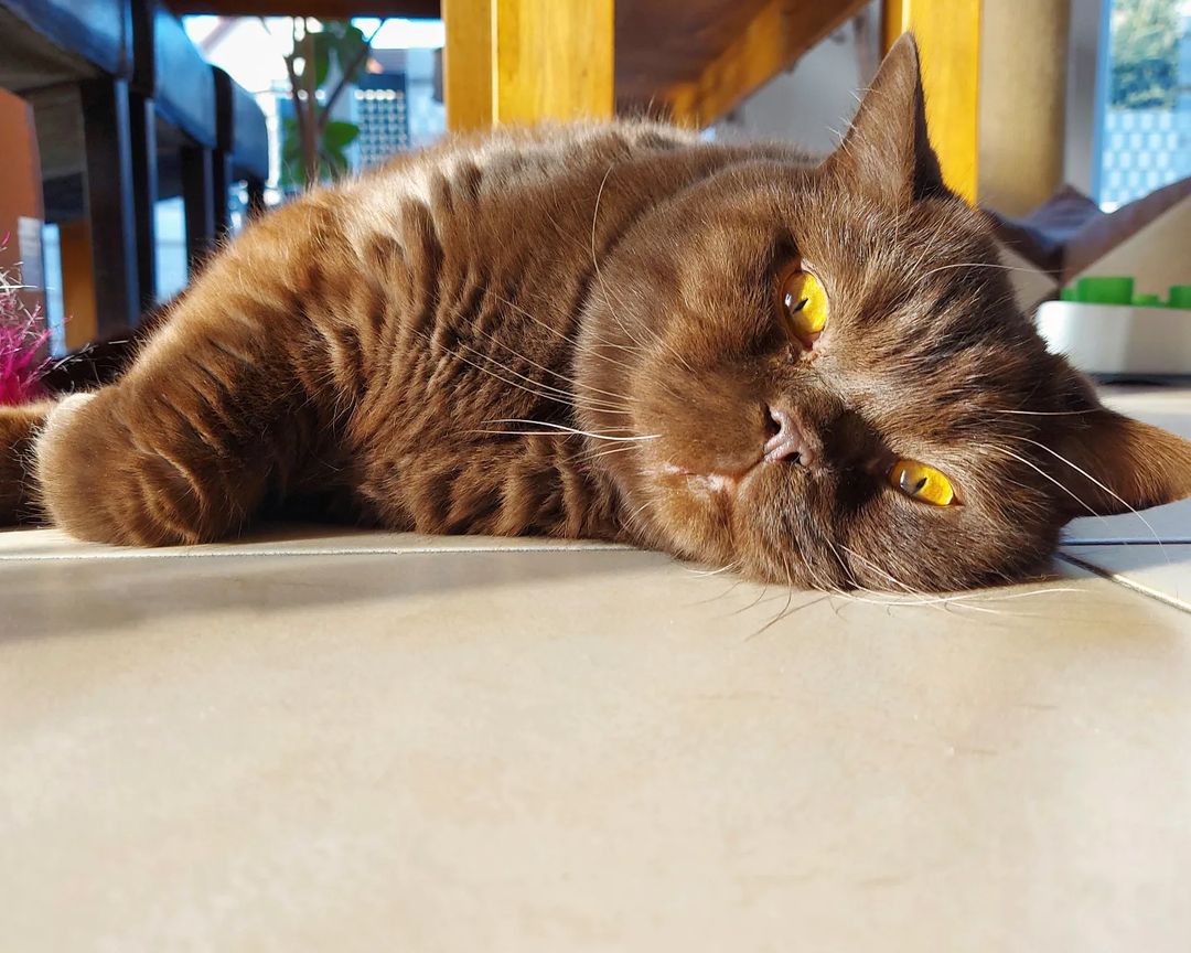 Kater Kito & Kaba tweet media