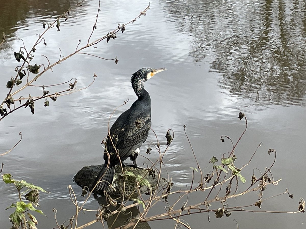 c_jammet's tweet photo. Sunday walk - Beautiful cormorant, Dodder river, Dublin. #cormorant #birdphotography #dodderriver #wildlife #dublin https://t.co/tumOCovHIu