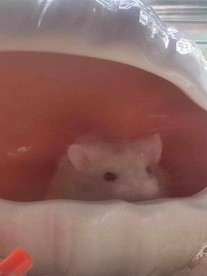 pocketfroot's tweet photo. Be happy little hammy 🌠 https://t.co/W02P1bfILi