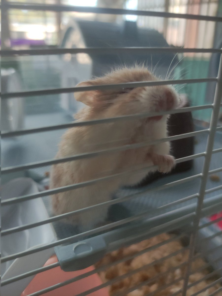 pocketfroot's tweet photo. Be happy little hammy 🌠 https://t.co/W02P1bfILi