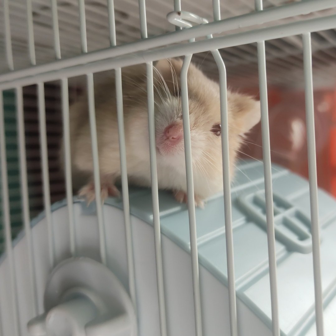 pocketfroot's tweet photo. Be happy little hammy 🌠 https://t.co/W02P1bfILi