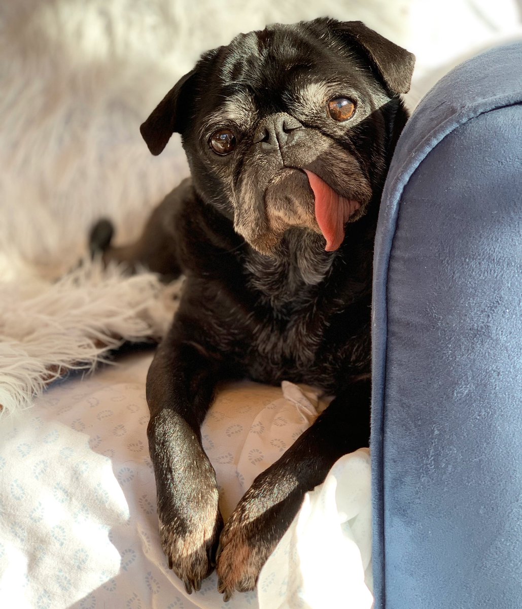 EdiethePug's tweet photo. I got all pugcited thinking that this “super bowl” everyone is talking about was referring to my food dish
#HowDisappointing
🍖🏈 https://t.co/HtR7OqqtIm