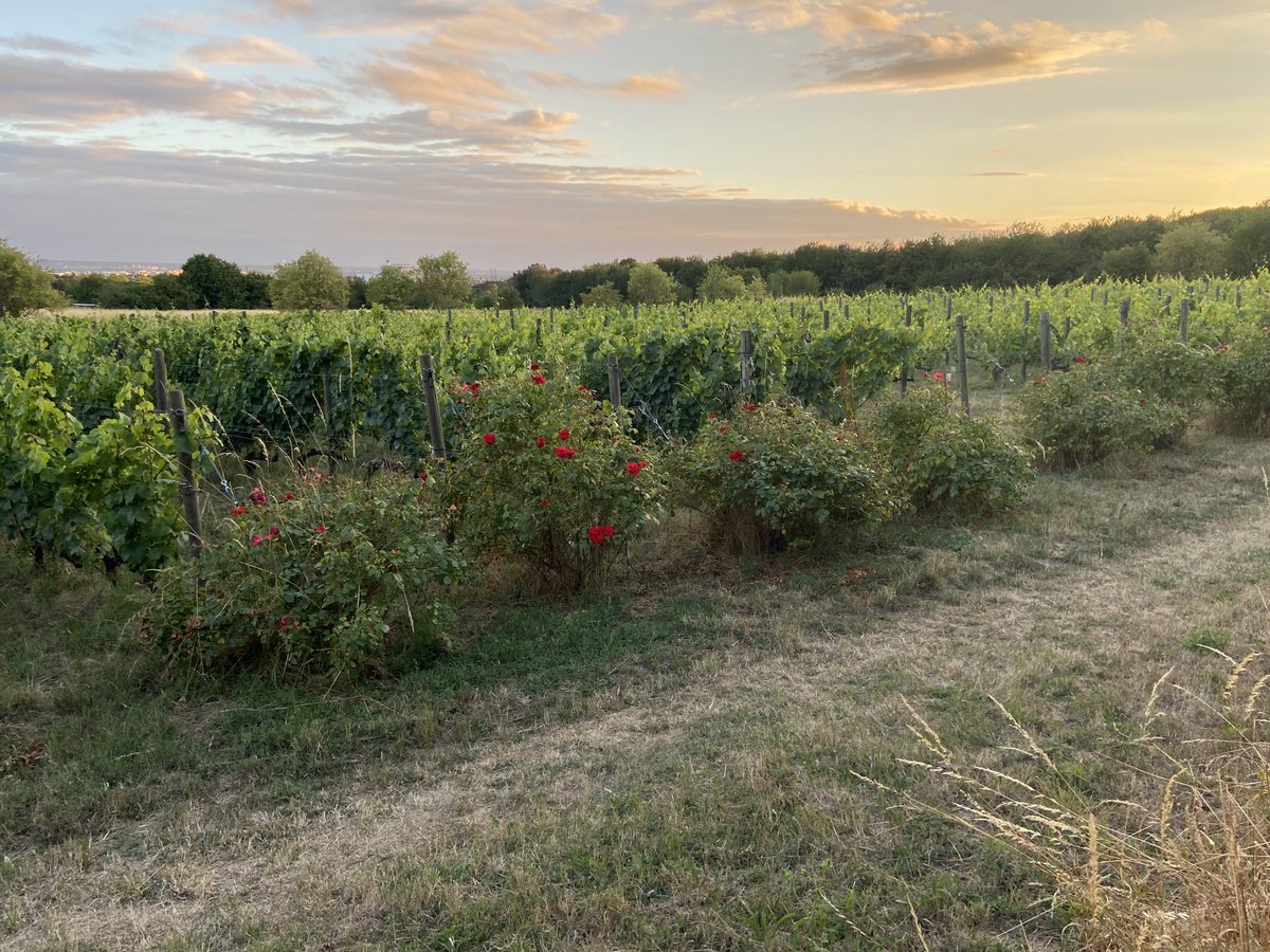 RomainBarbier95's tweet photo. Les vignes d’Argenteuil une de nos balades préférées 😍#IciOnAimeArgenteuil https://t.co/J7eCPCXuVd