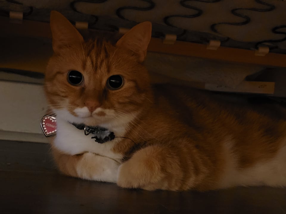 CatNotFrog's tweet image. 