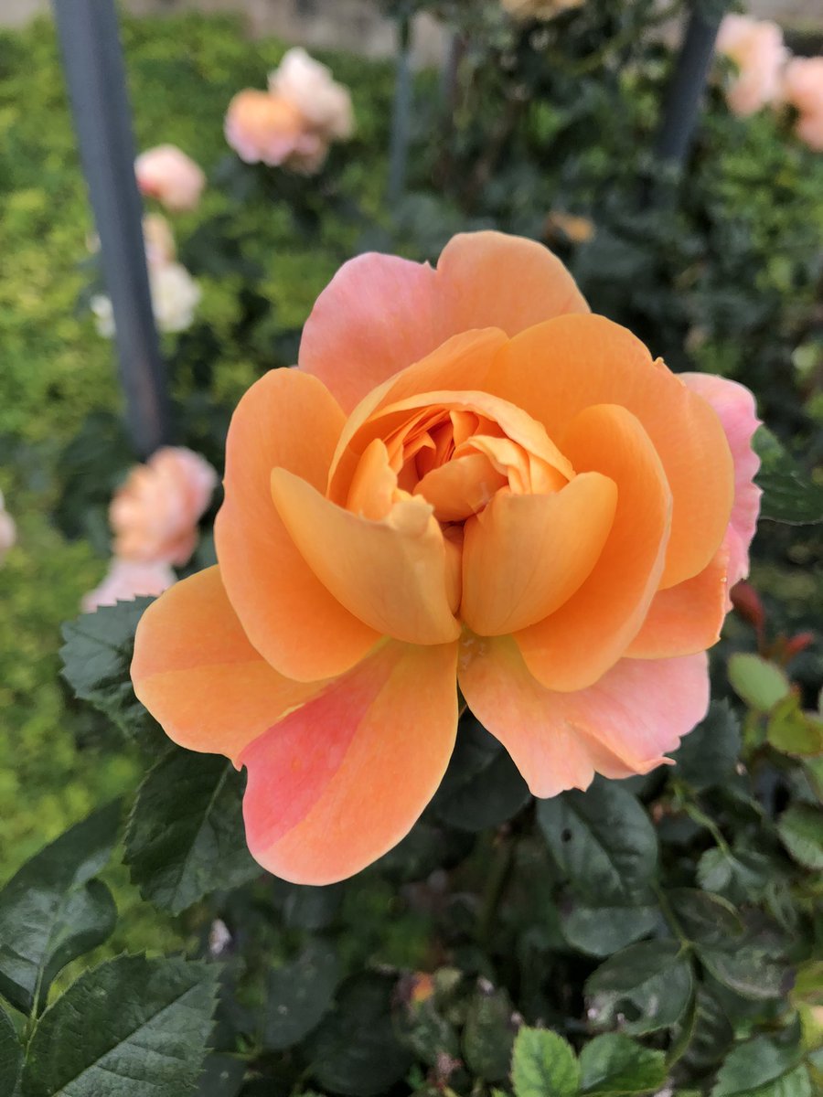 BKKLabradorite's tweet photo. elegant flowers💐 https://t.co/lMtn4aB8To