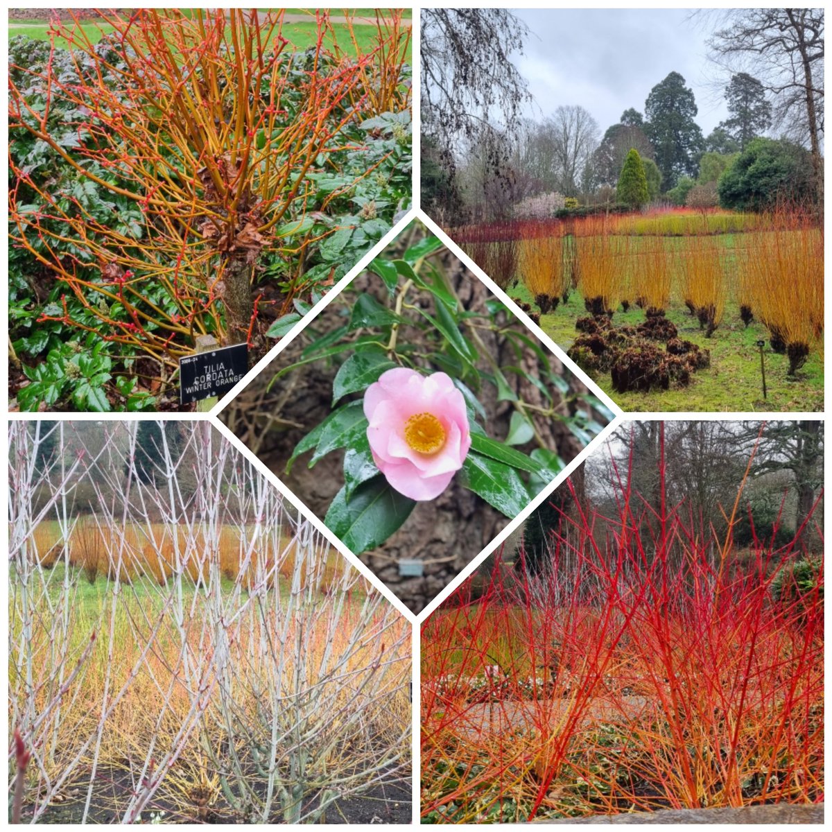 jmadge33's tweet photo. Playing in the rain at #SavillGarden @WindsorGtPark with @Darran_Jaques
only downside sausage sandwiches only served till 11 ..
#RoyalEstates
#Windsor #horticultural #winterwalk #GardenersWorld https://t.co/WR6PBWPgwV