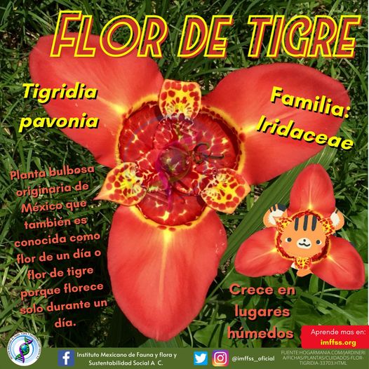 imffss_oficial's tweet photo. Ya sabes, si las ves, salúdalas porque solo florearan ese día. 🙂🌺😉🌺😃🌺🥺🌺
🤓✅ Aprende más en  https://t.co/O1a7SN9coP 👍🏻🌻
#flores #florear #plantas #plantasmexicanas #flordetigre https://t.co/9ko6bn9D20