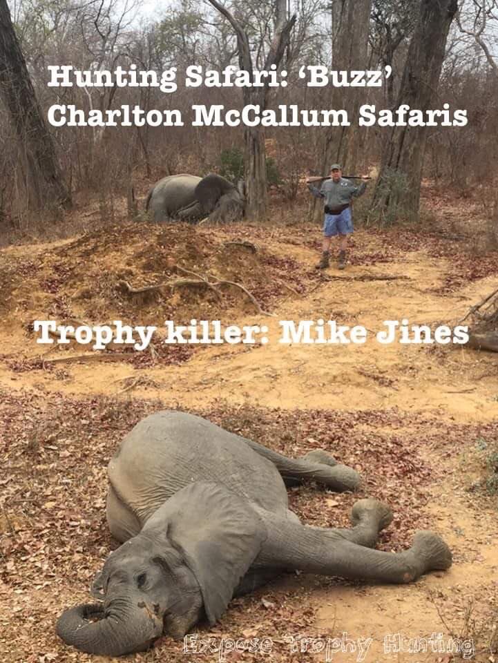 XposeTrophyHunt's tweet photo. I’ve seen various stories about this hunt. This is what we found in 2019. Mike CEO Top Gen &amp; PH Buzz were out hunting tuskless elephants in Zim, shooting amongst herds. They claim these 2 females charged them &amp; they were forced to shoot. Yet they smiled for trophy photos.😒 https://t.co/O9RgUtJjj6