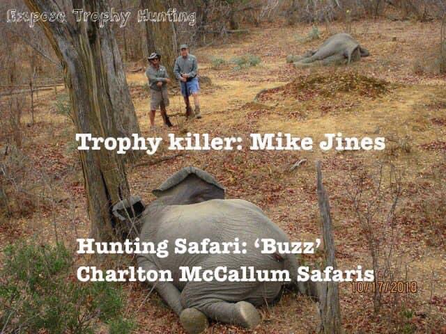 XposeTrophyHunt's tweet photo. I’ve seen various stories about this hunt. This is what we found in 2019. Mike CEO Top Gen &amp; PH Buzz were out hunting tuskless elephants in Zim, shooting amongst herds. They claim these 2 females charged them &amp; they were forced to shoot. Yet they smiled for trophy photos.😒 https://t.co/O9RgUtJjj6
