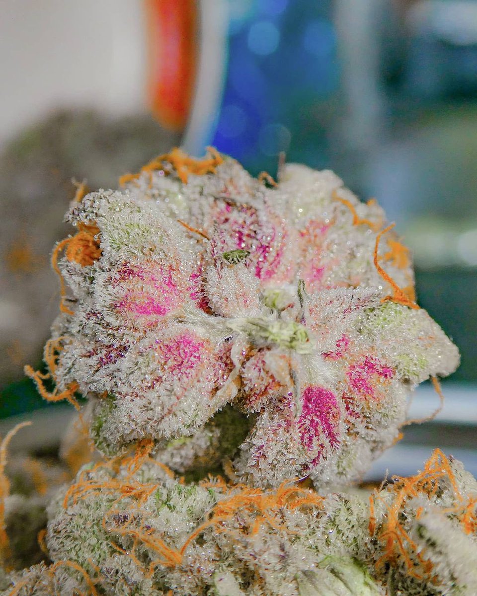 WeedGolD tweet media