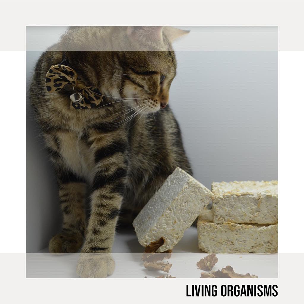 Bir arada yaşadığımız tüm canlı türlerine hayatımızı kolaylaştıran eşyalarımızı da ekledik. Sizinle ve evinizin sevimli üyeleri ile birlikte yaşayan, yaşadığına şahit olacağınız miselyum temelli tarım atıklarınndan oluşan HAU ürünleri çok yakında.. 🍄🌽🌰🌾