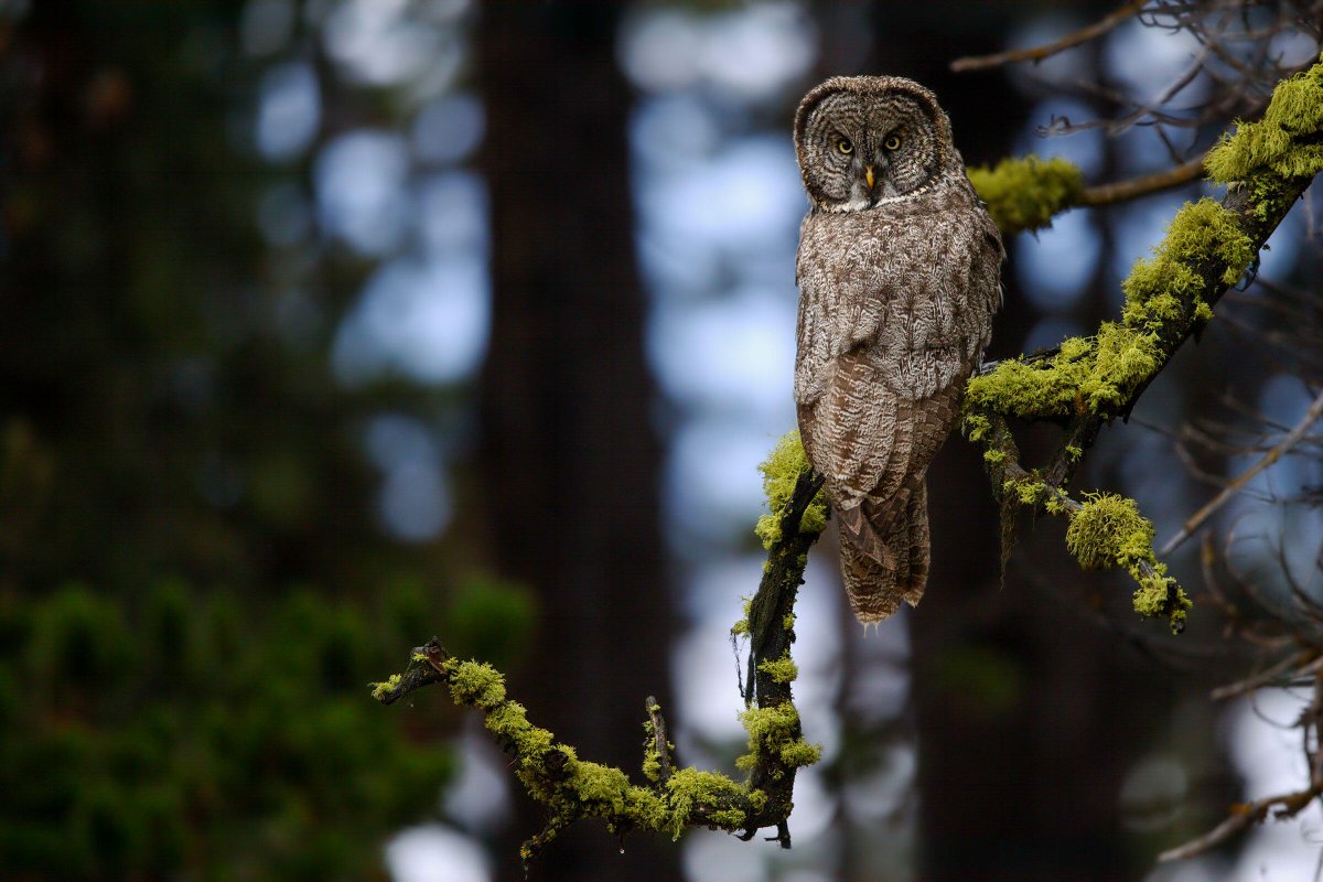 Happy Superb Owl Sunday!

Take a break from game day prep and learn some fun facts about our owl friends. 
1. Many owl species have asymmetrical ears. 
2. The eyes of an owl are not true “eyeballs.” 
3. Owls can rotate their necks 270 degrees. 
4. Some owls hunt other owls.
