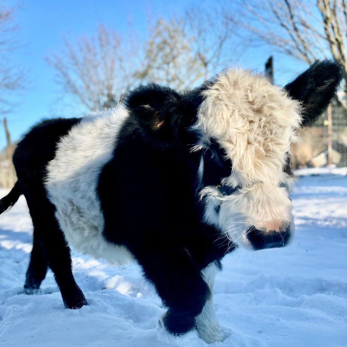 Cow of the Day🐮 tweet media