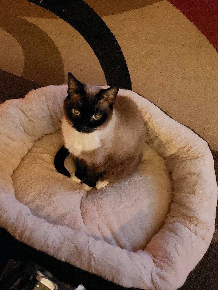 CassieJFox's tweet photo. Lil Meezer "Troms" taking another test drive posing as a pedestal in the new #CatBed #CatBoxSunday #SiameseSunday #Purrents #TestDrive #MeezerMadness #CatsOfTwitter #CatsOfSouthCarolina https://t.co/IMHBS6t4Wz