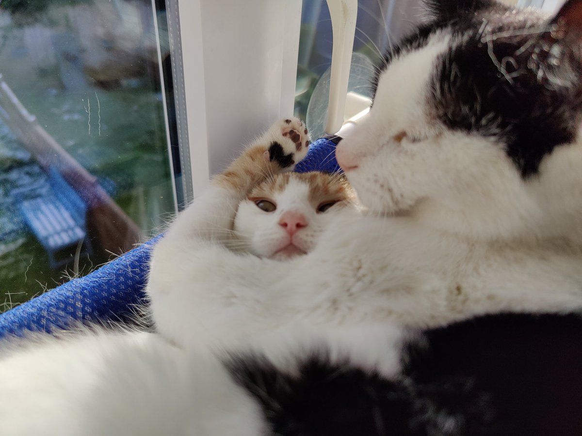 Furpals! Remind your humans to get posting their favourite picture of you. The winner gets to have money donated to a charity of their choice. Let's try and fill twitter with pictures of beautiful cats. Don't forget to use the hashtag #FelinetinePHOTOChallenge