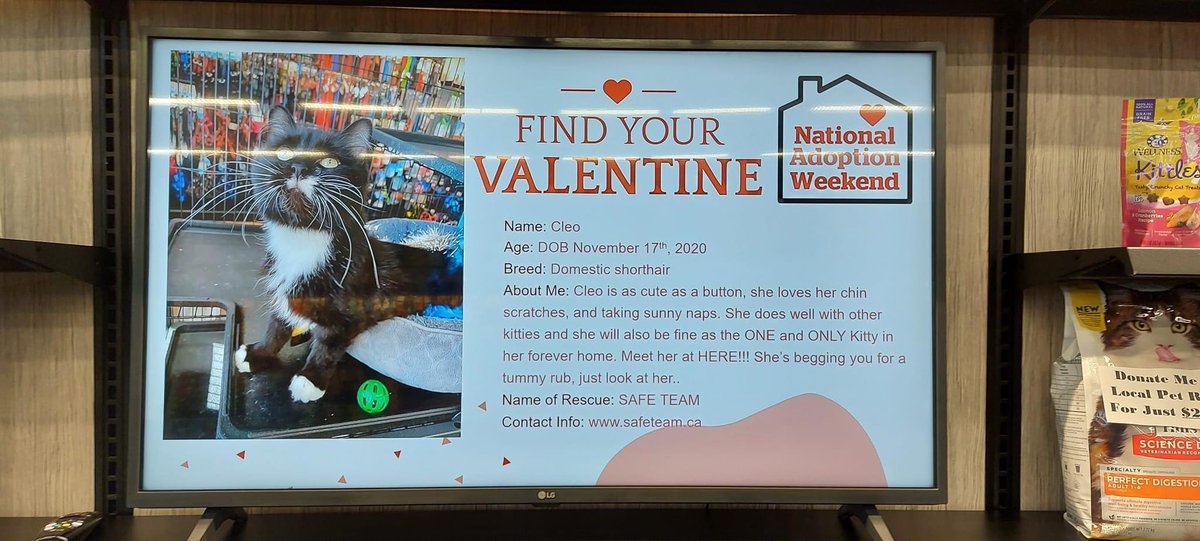 SAFEteamrescue's tweet image. Happy Sunday from adoptable kitty, Cleo!  Cleo is in charge of a Valentines’s Donation Drive at Pet Valu Parsons (736 Parsons Road, Edmonton) this weekend!  Drop by today and donate an item to SAFE Team or Paws in Need and be entered into a draw to win a cat or dog treat basket.